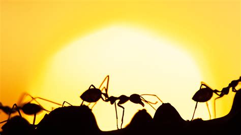 Ants Aren’t Adapting to Warmer Temperatures .